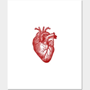 Anatomical Heart Posters and Art